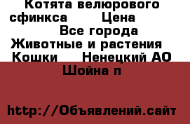 Котята велюрового сфинкса. .. › Цена ­ 15 000 - Все города Животные и растения » Кошки   . Ненецкий АО,Шойна п.